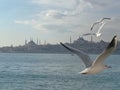 Seagulls flight maneuvers over the sea of Ã¢â¬â¹Ã¢â¬â¹bosphorus of istanbul Royalty Free Stock Photo